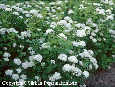 Spiraea betulifolia